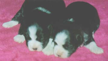 "Disneyland's Illusion of a Havana Boy", "Disneyland's Is My Show - Girl"