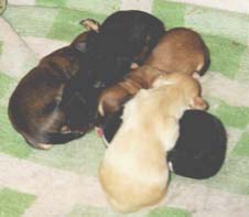 "Disneyland's King of La Habana", "Disneyland's Kiss me Kate", "Disneyland's Keep on Dancing", "Disneyland's Kentucky Highlive", "Disneyland's Kobold the Little Dog" (f.l.t.r.)