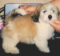 "Disneyland's Ramba Zamba Boy"