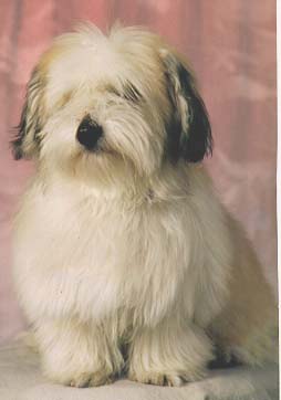 "Disneyland's Ramba Zamba Boy"