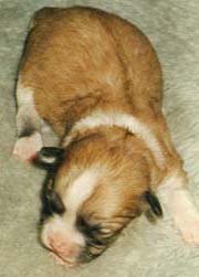 "Disneyland's Royal par exellence"